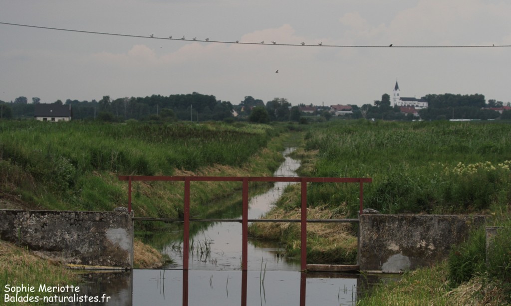 Avant l'orage, Pisciculture de Knyszyn Zamek
