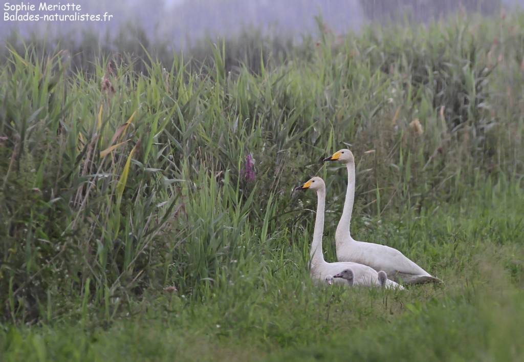 Famille de cygne chanteur sous la pluie dans la Pisciculture de Knyszyn Zamek