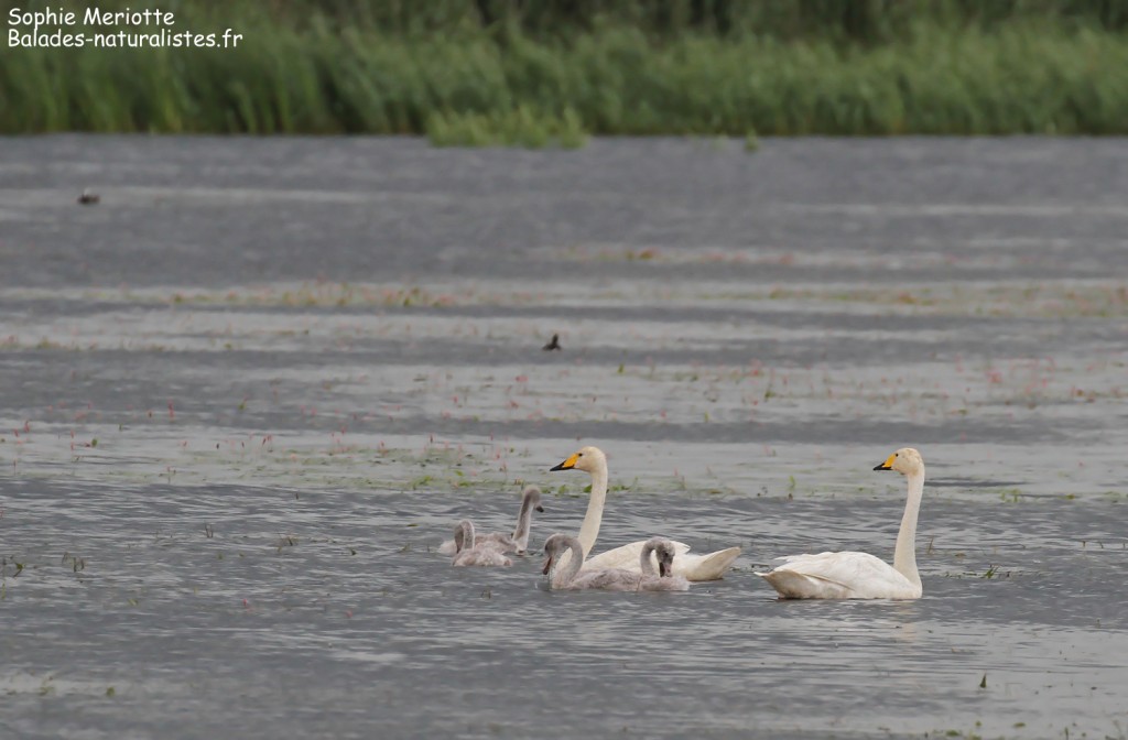 Famille de cygne chanteur sous la pluie dans la Pisciculture de Knyszyn Zamek