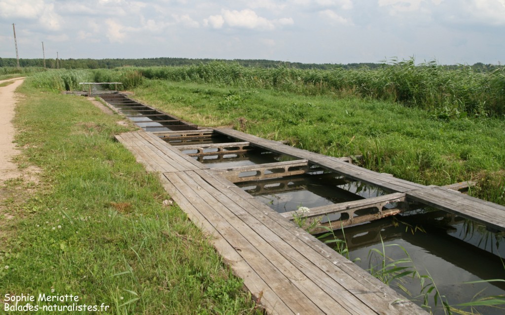 Pisciculture de Stawy Popielewo