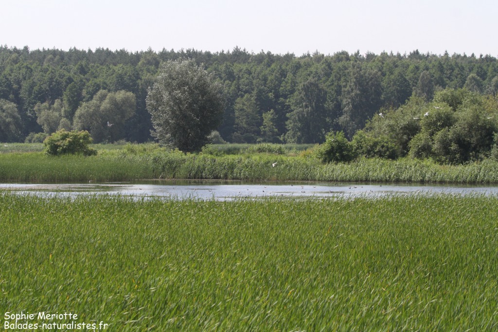 Pisciculture de Dojlidzy près de Bialystok
