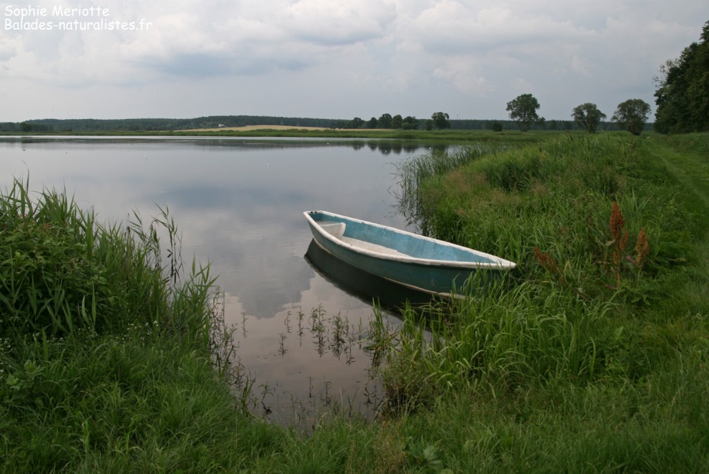 Pisciculture de Knyszyn Zamek