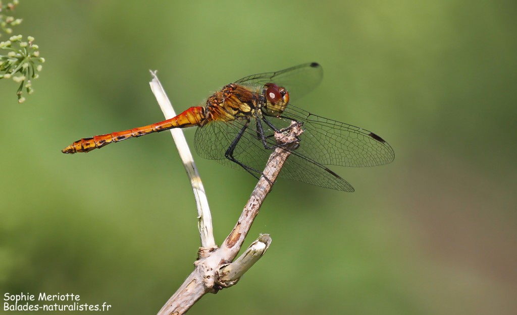 Sympétrum sanguin, Pisciculture de Dojlidzy près de Bialystok