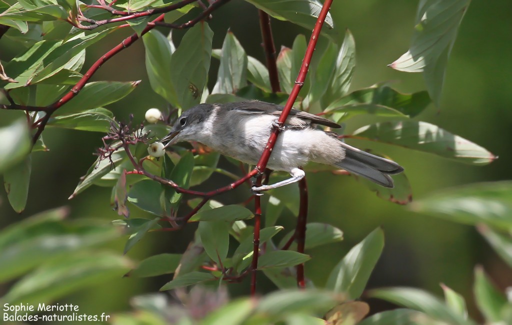 Fauvette babillarde, Pisciculture de Dojlidzy près de Bialystok
