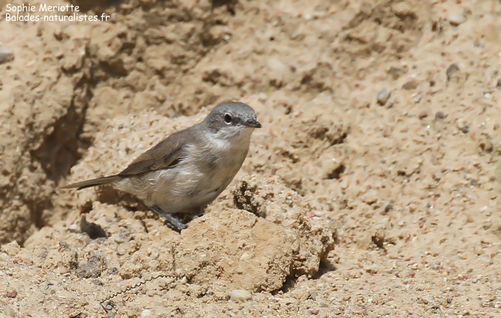 Fauvette babillarde, Pisciculture de Dojlidzy près de Bialystok