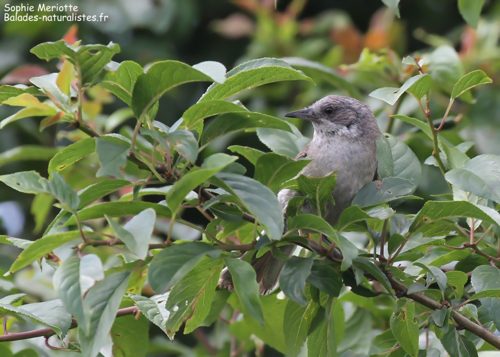 Jeune Fauvette babillarde, Pisciculture de Dojlidzy près de Bialystok