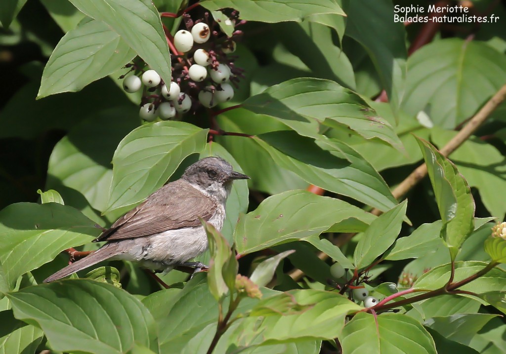 Jeune Fauvette babillarde, Pisciculture de Dojlidzy près de Bialystok