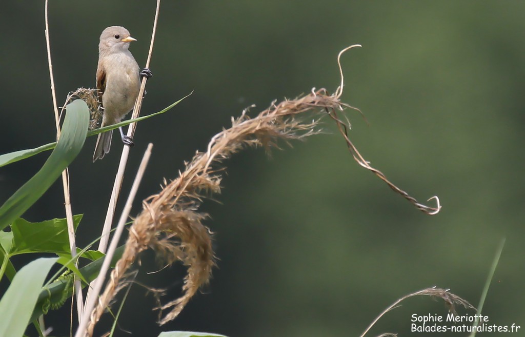 Jeune rémiz penduline dans la pisciculture de Stawy Popielewo