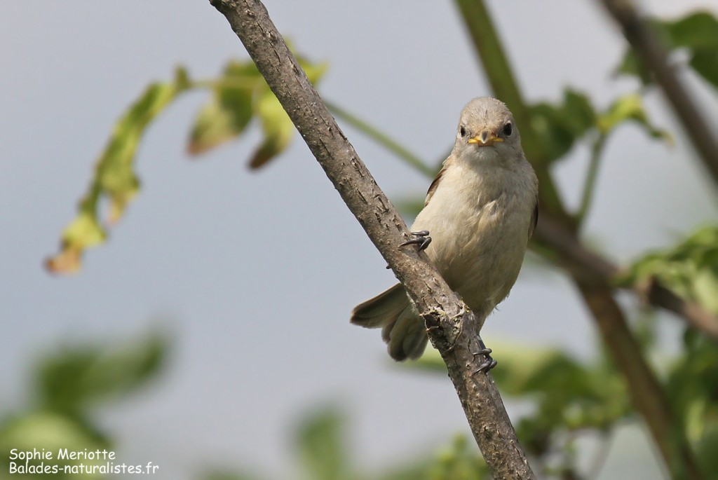 Jeune rémiz penduline dans la pisciculture de Stawy Popielewo
