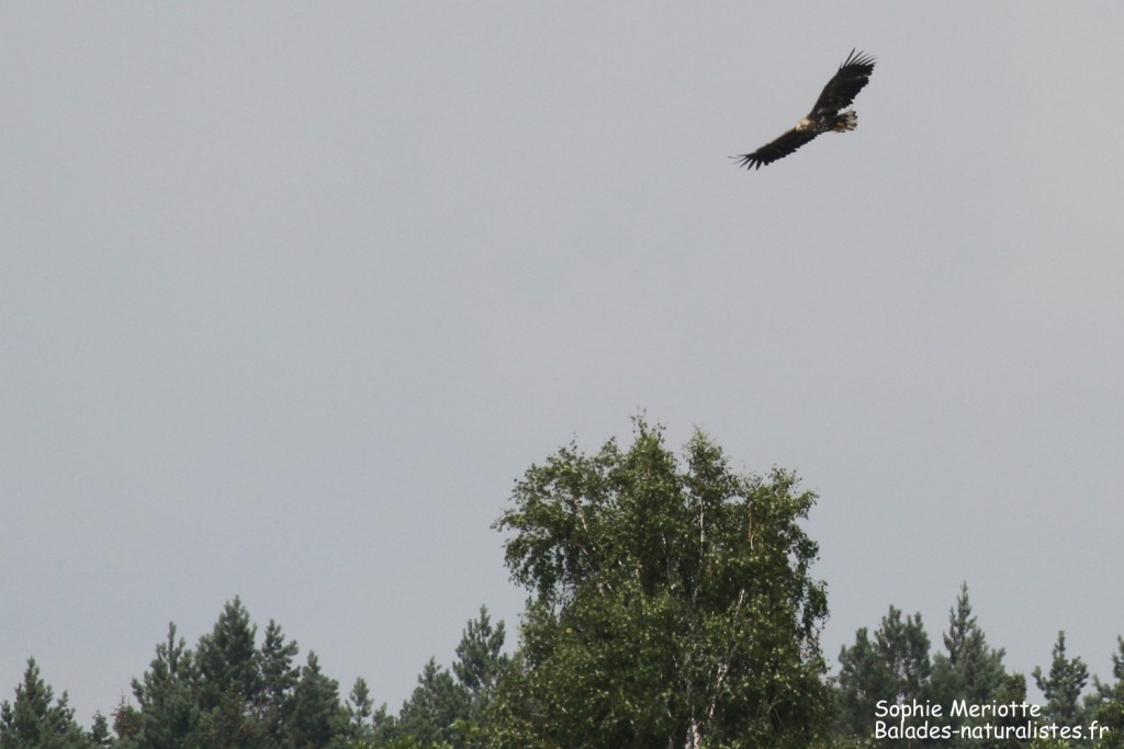 Pygargue à queue blanche, Pisciculture de Stawy Popielewo