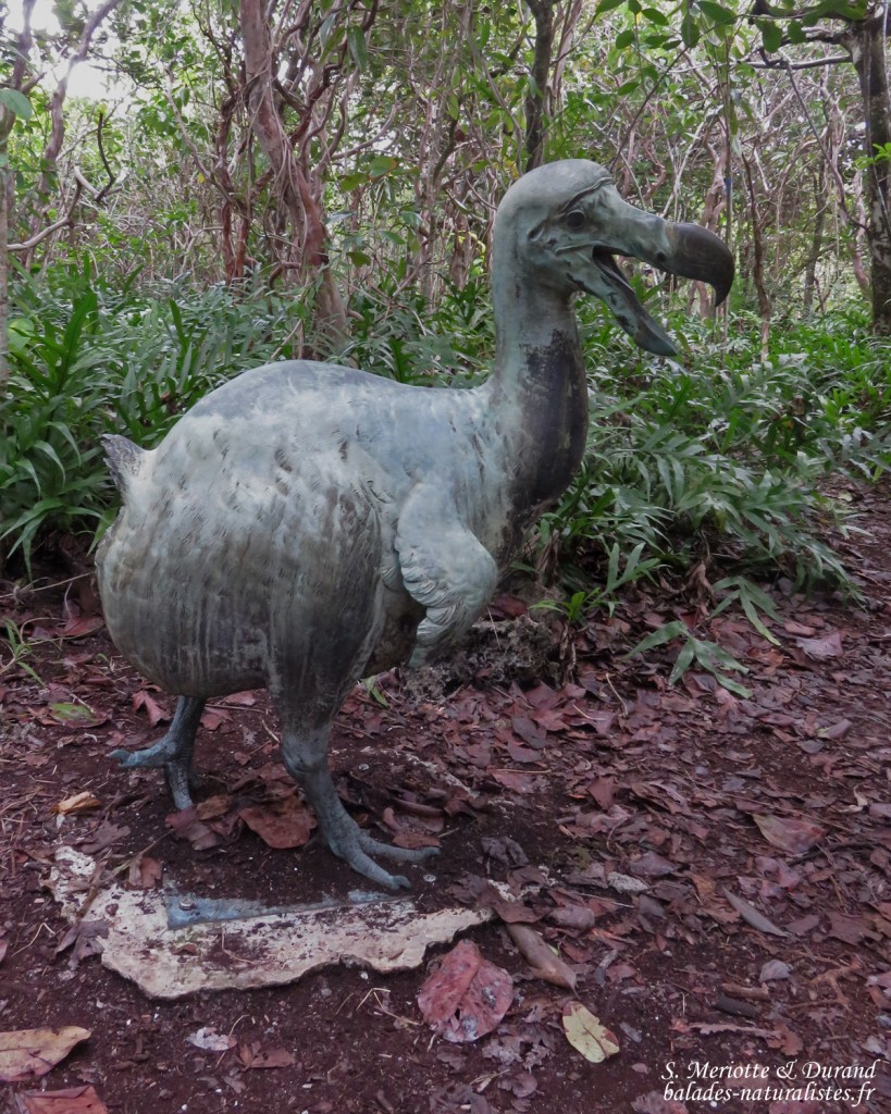 Dodo, île aux aigrettes