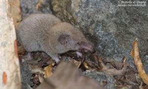 Musaraigne des maisons, île aux aigrettes