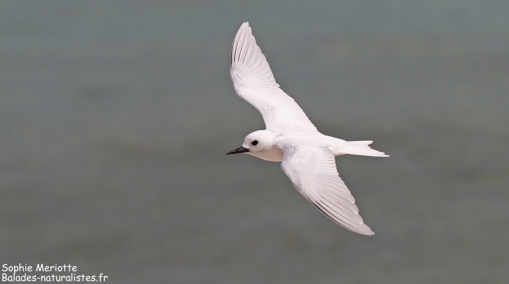 Gygis blanche, Ile aux cocos, Rodrigues