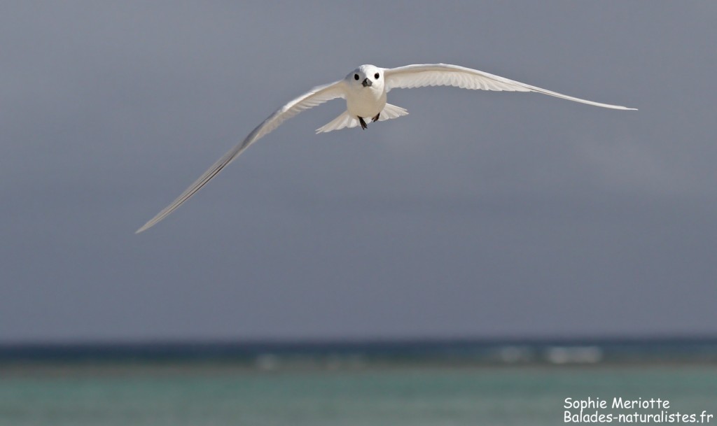 Gygis blanche, Ile aux cocos, Rodrigues