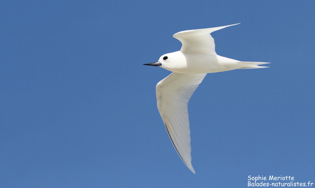 Gygis blanche, Ile aux cocos, Rodrigues