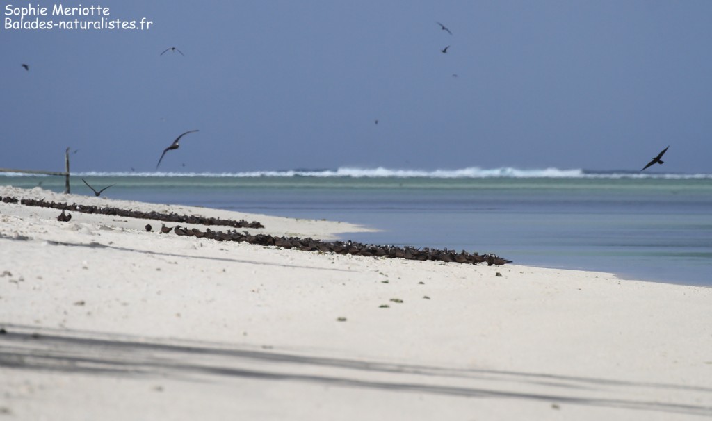 Noddis sur l'île aux cocos
