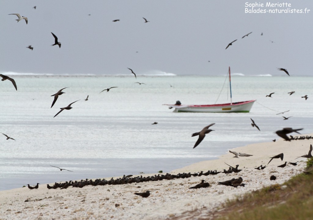 Groupes de noddis sur l'Ile aux cocos, Rodrigues