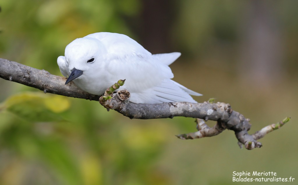 C'est l'heure du dodo ! Gygis blanche, Ile aux cocos, Rodrigues