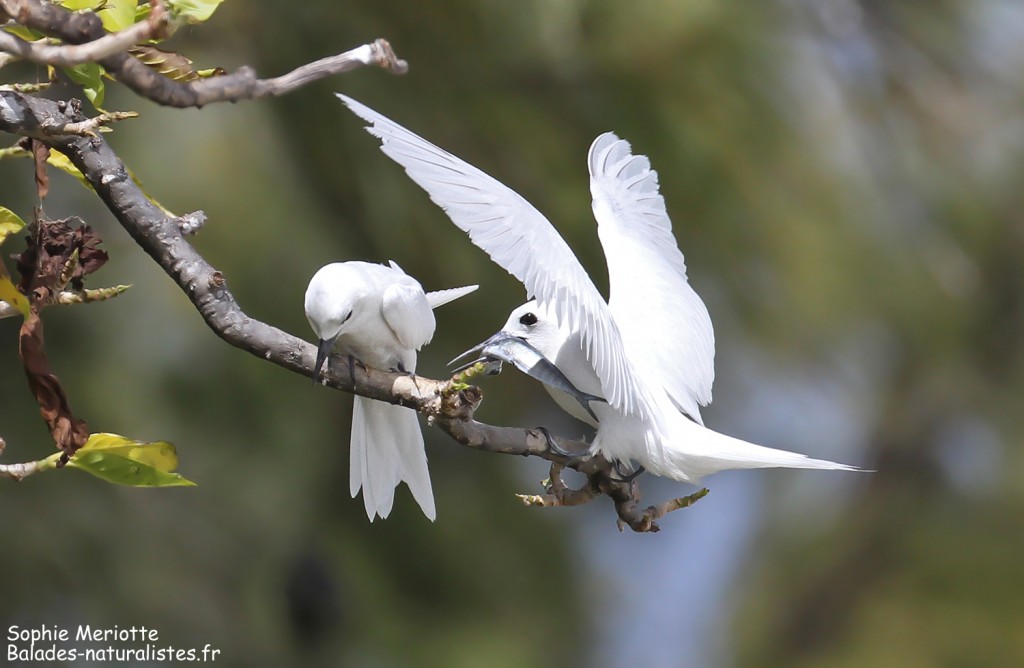 A table ! Gygis blanche, Ile aux cocos, Rodrigues