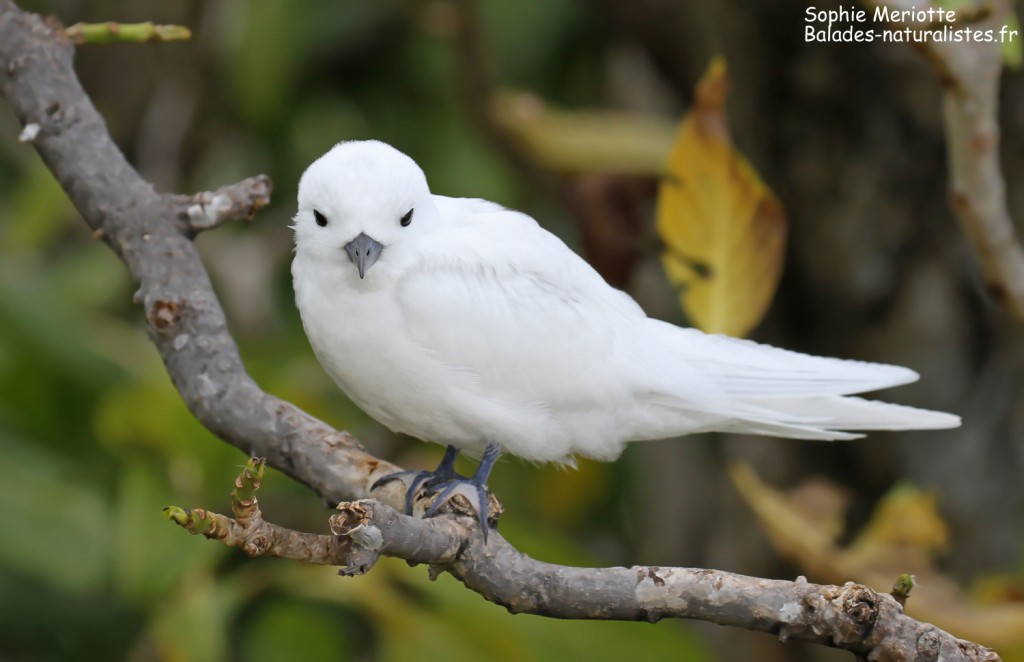 Gygis blanche, Ile aux cocos, Rodrigues