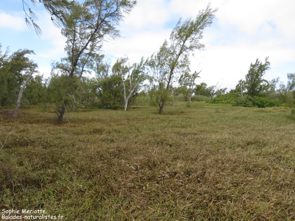 Végétation à l'intérieur de l'Ile aux Cocos