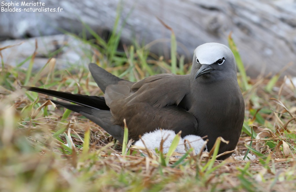 Noddi brun et son poussin, Ile aux Cocos, Rodrigues