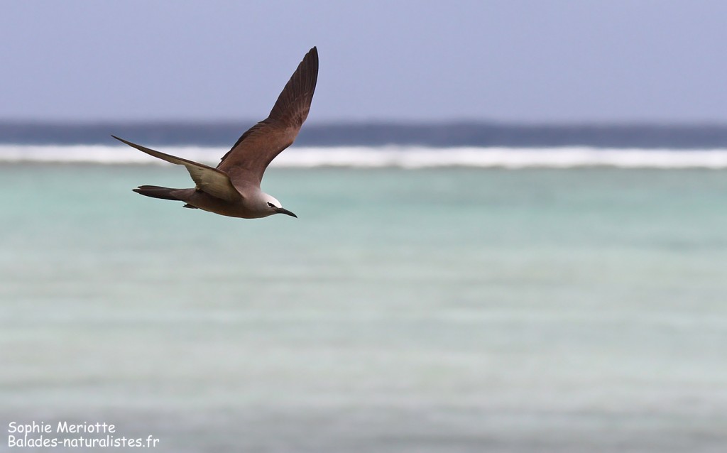 Noddi brun, Ile aux Cocos, Rodrigues