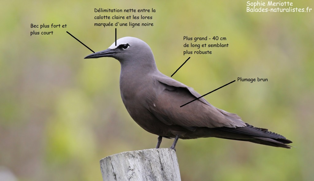 Critères d'identification du noddi brun