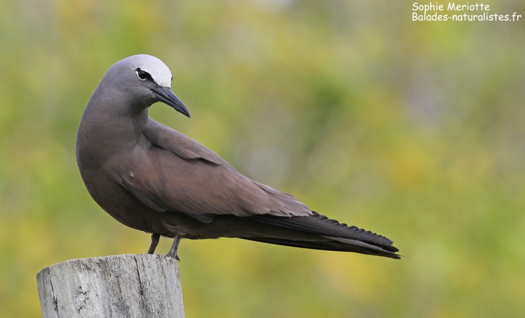 Noddi brun, Ile aux Cocos, Rodrigues
