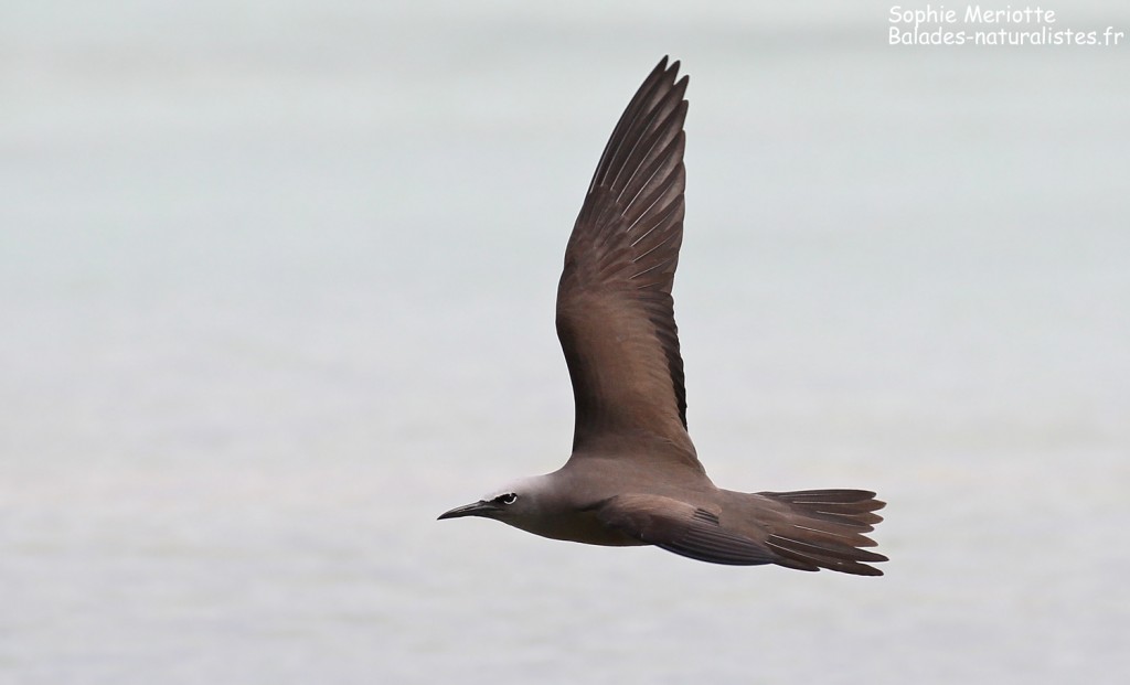 Noddi brun, Ile aux Cocos, Rodrigues