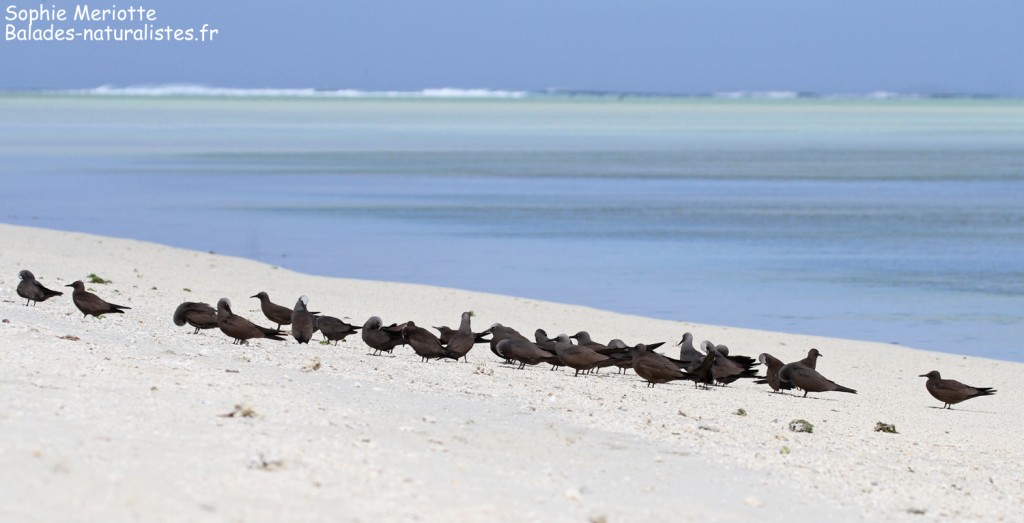 Groupe de noddi brun, Ile aux Cocos, Rodrigues