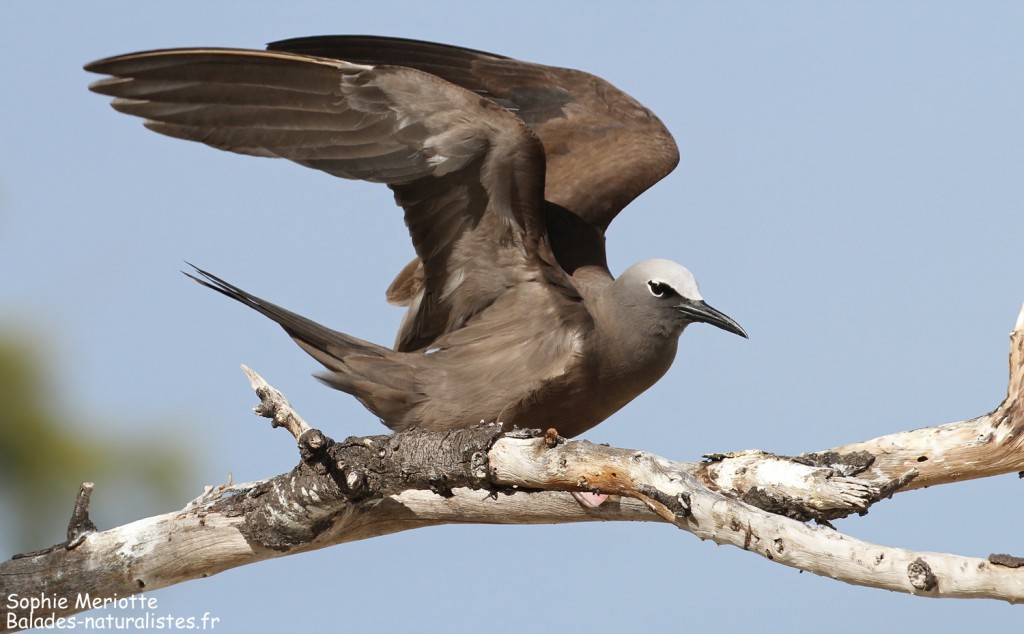 Noddi brun, Ile aux Cocos, Rodrigues