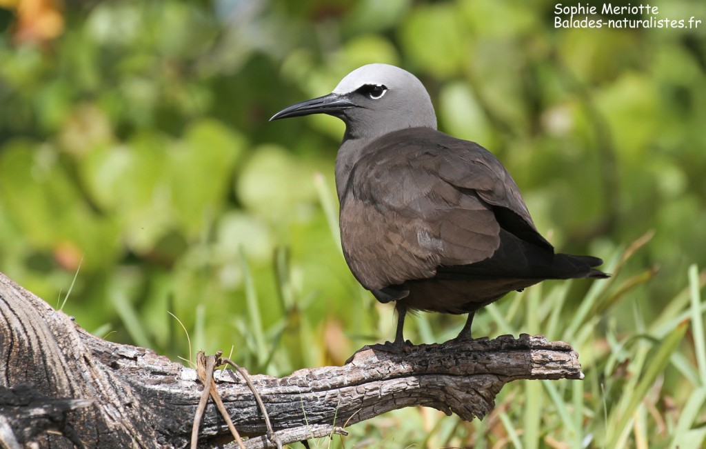 Noddi brun et son poussin, Ile aux Cocos, Rodrigues