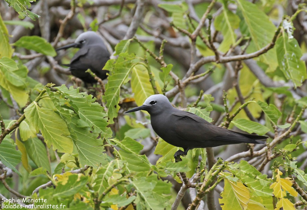 Noddi marianne, Ile aux Cocos, Rodrigues