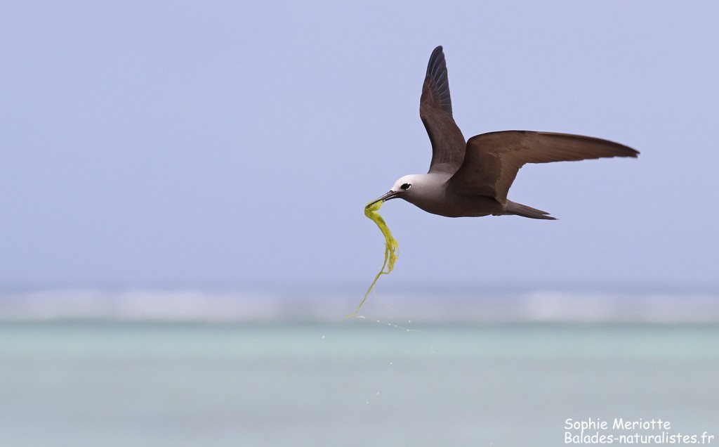 Noddi marianne, à la pêche aux algues ! Ile aux Cocos, Rodrigues