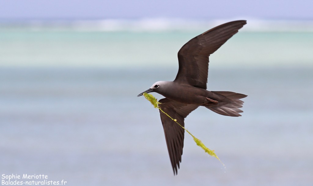 Noddi marianne, à la pêche aux algues ! Ile aux Cocos, Rodrigues