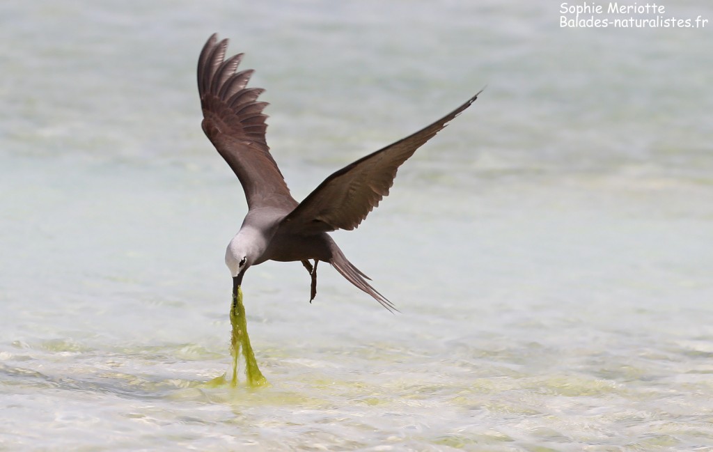 Noddi marianne, à la pêche aux algues ! Ile aux Cocos, Rodrigues