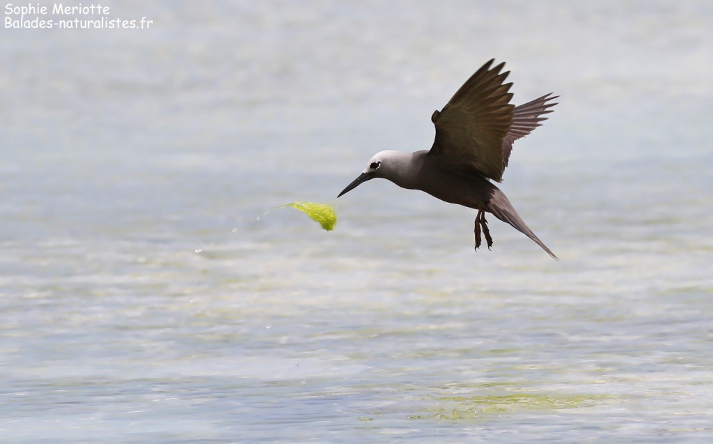 Noddi marianne, à la pêche aux algues ! Ile aux Cocos, Rodrigues