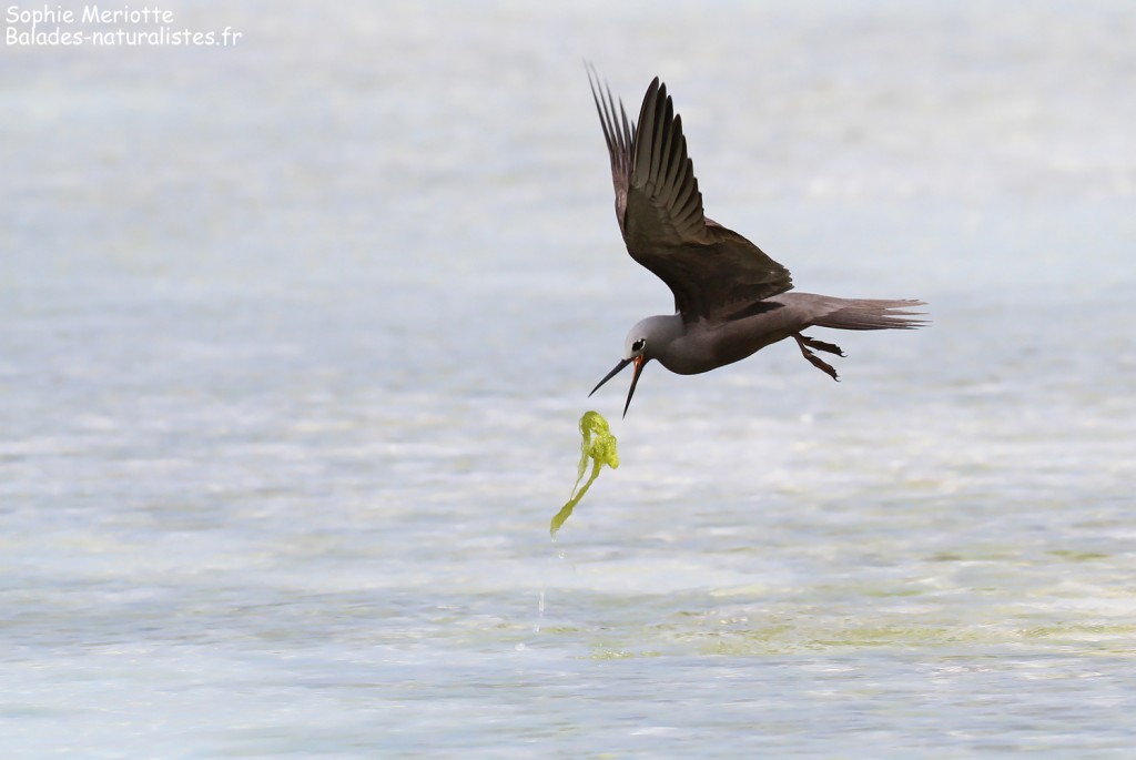 Noddi marianne, à la pêche aux algues ! Ile aux Cocos, Rodrigues
