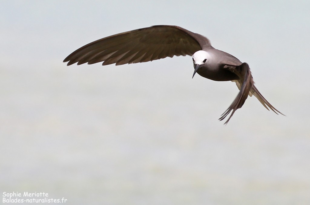 Noddi marianne, à la pêche aux algues ! Ile aux Cocos, Rodrigues
