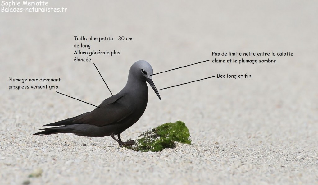 Critères d'identification du noddi mariannne