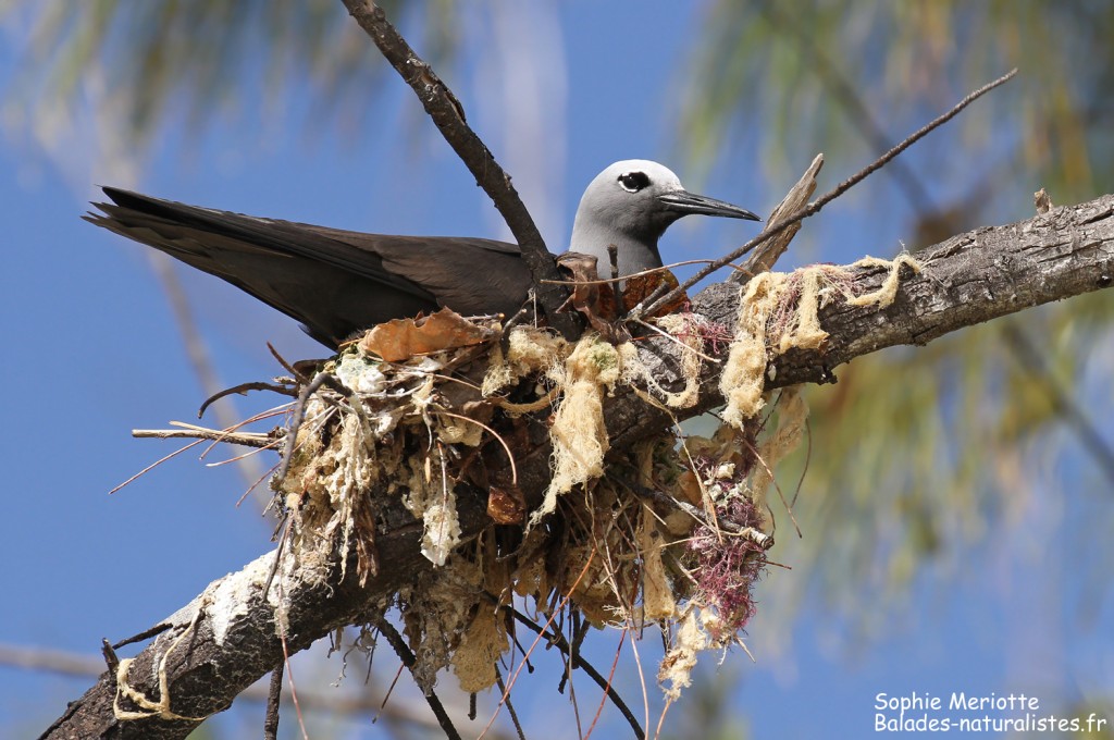 Noddi marianne sur son nid, Ile aux Cocos, Rodrigues