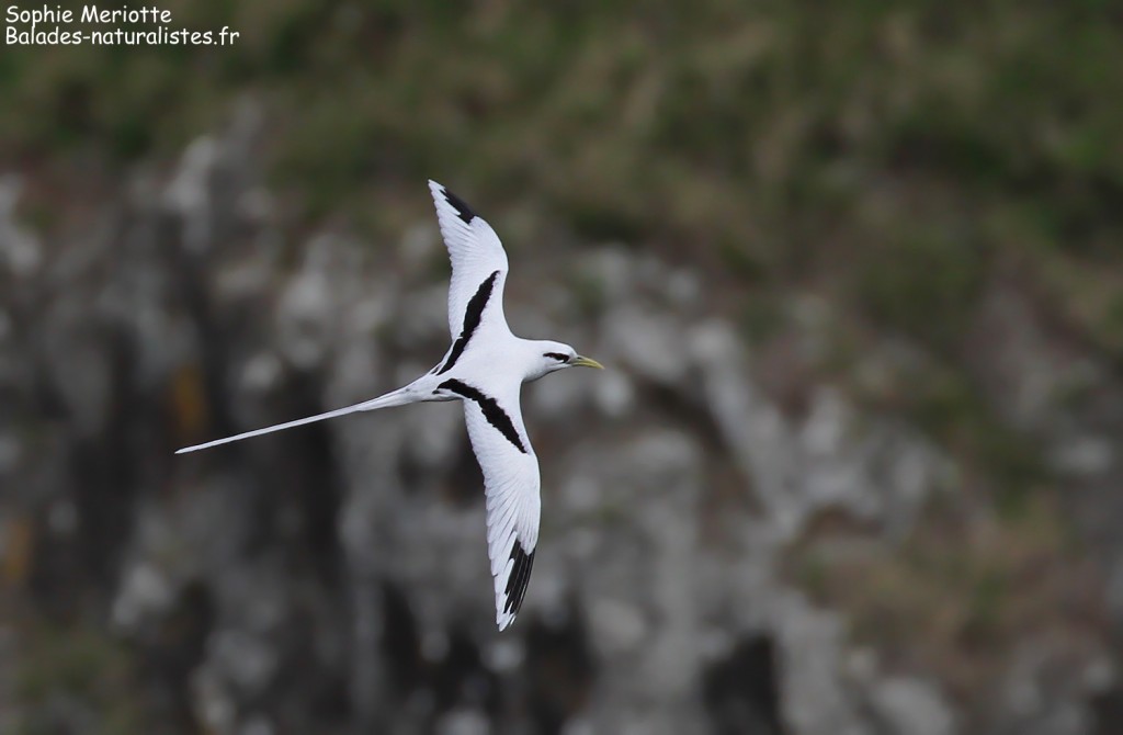Phaéton à bec jaune, Cascade Victoire