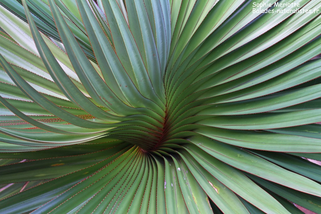 saint-françois-rodrigues (6)