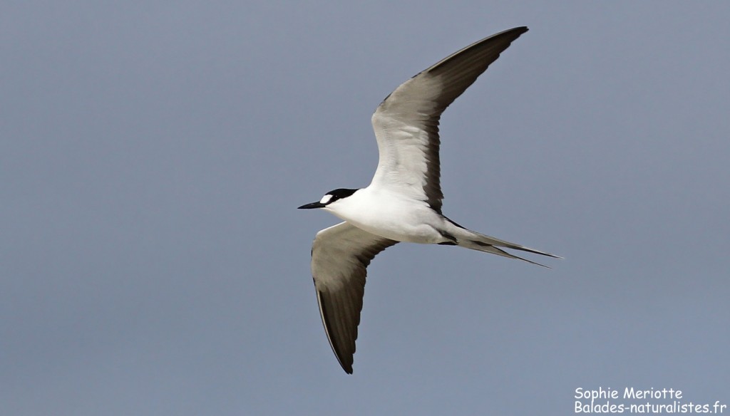 Sterne fuligineuse, Ile aux Cocos, Rodrigues