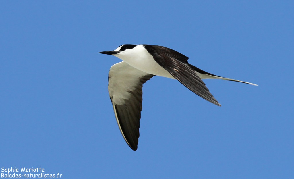 Sterne fuligineuse, Ile aux Cocos, Rodrigues