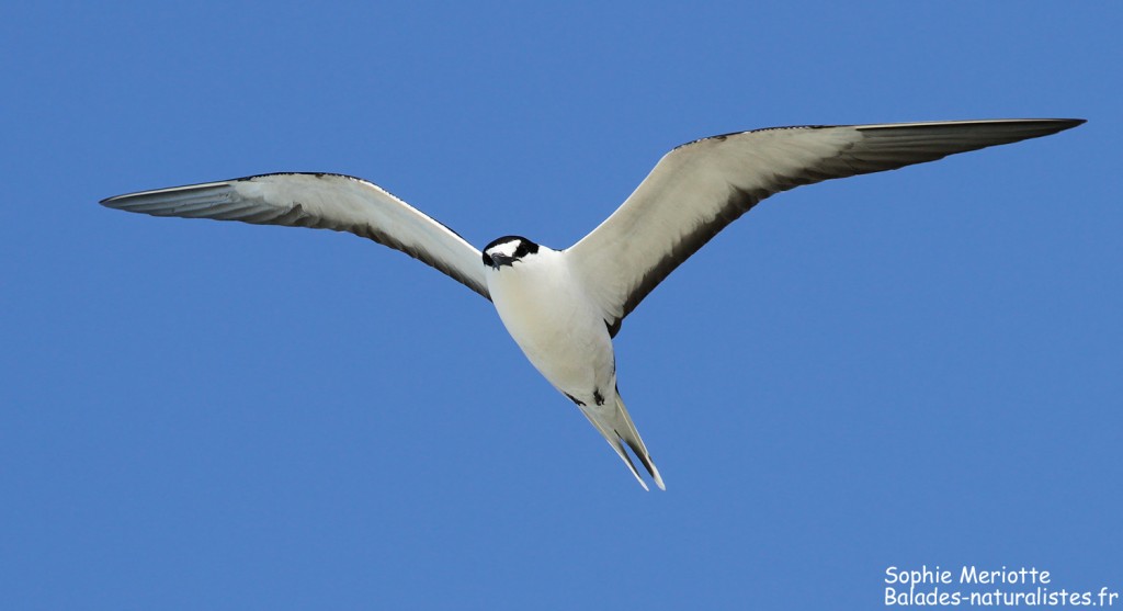 Sterne fuligineuse, Ile aux Cocos, Rodrigues