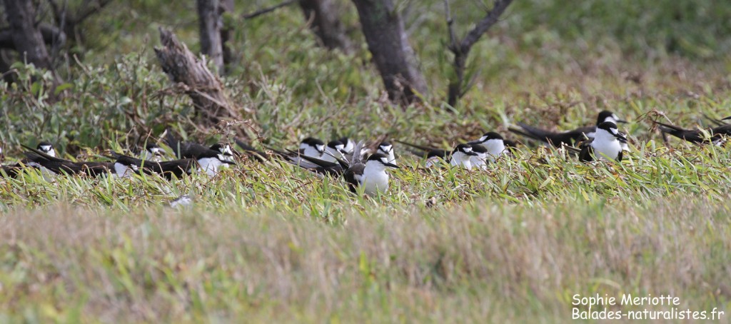 Groupe de Sterne fuligineuse, Ile aux Cocos, Rodrigues
