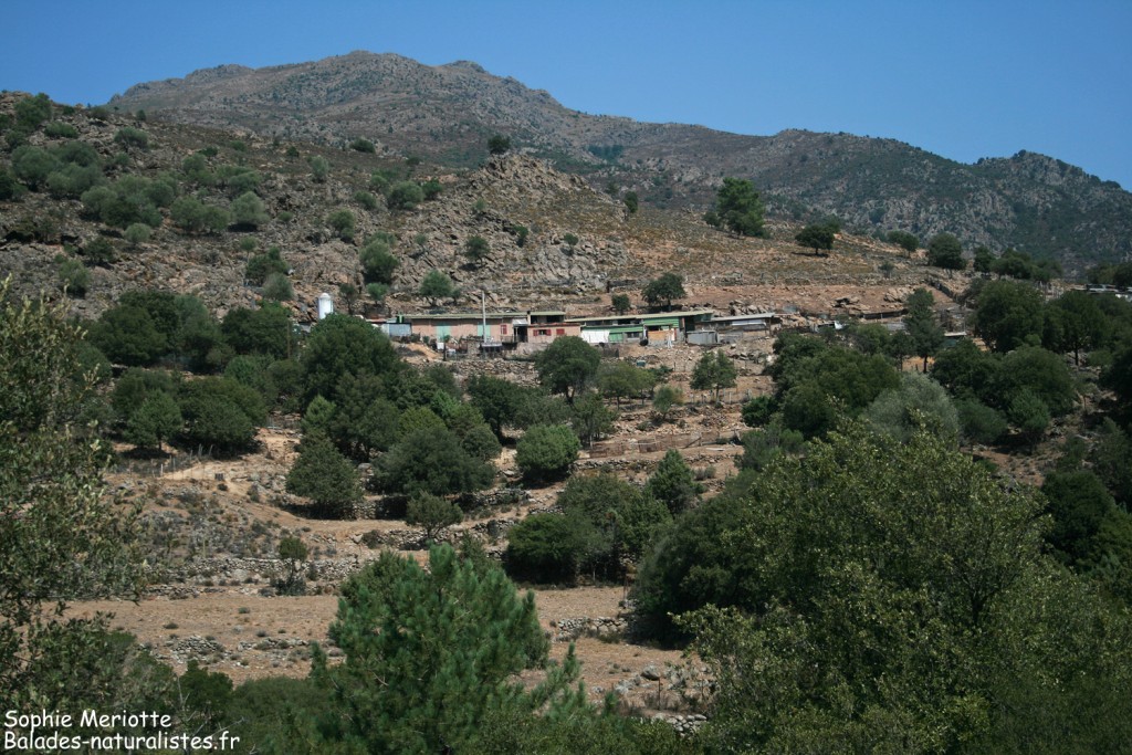 gorges-asco (126)paysage_modifié-1