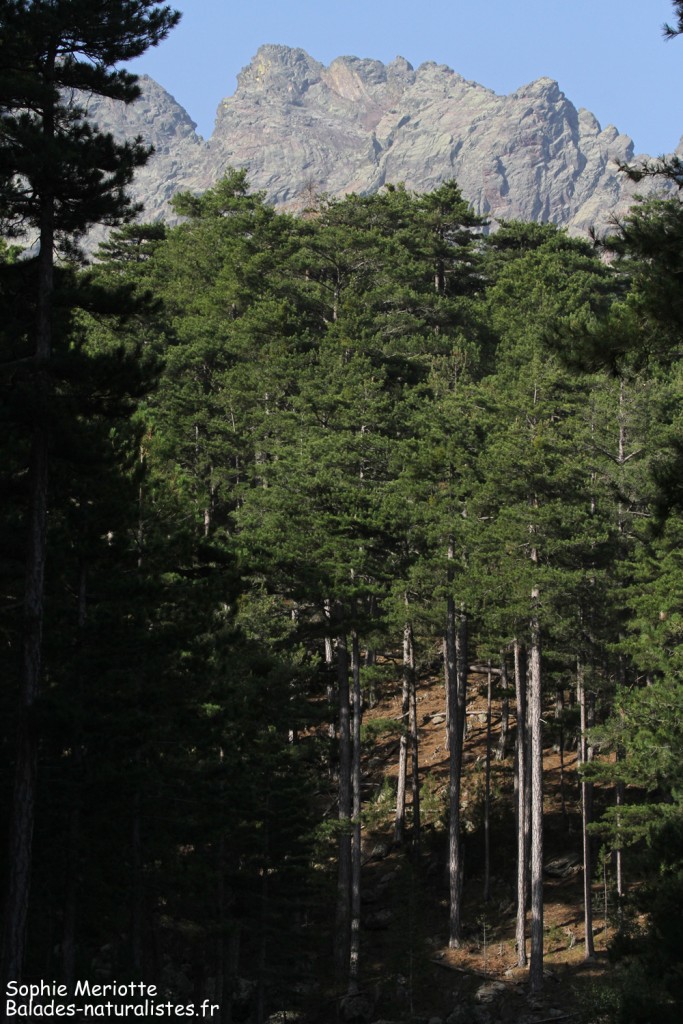 Les pins Laricio de la Vallée de l'Asco